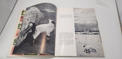 The Story Of A Scottish Blackface Lamb. Hardback. VGC
