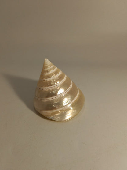 Troca Pearl Polished Seashell Large Specimen 7cm x 6.5cm