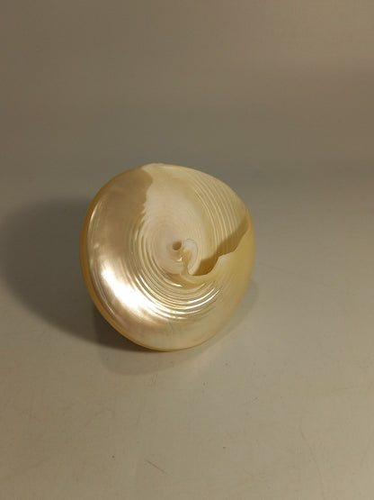 Troca Pearl Polished Seashell Large Specimen 7cm x 6.5cm