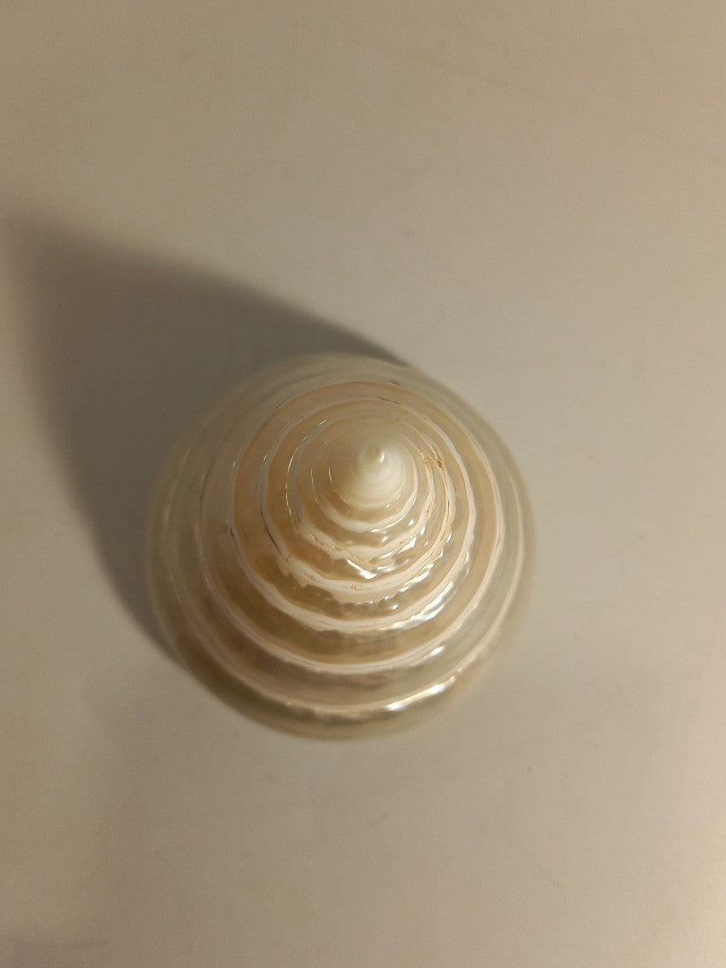 Troca Pearl Polished Seashell Large Specimen 7cm x 6.5cm