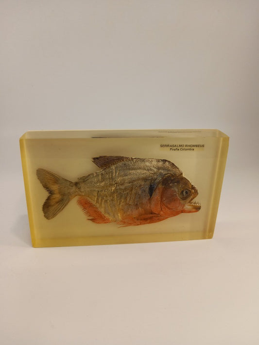 Columbian Piranha Preserved in Resin Display Taxidermy Fish Serrasalmo Rhombeus