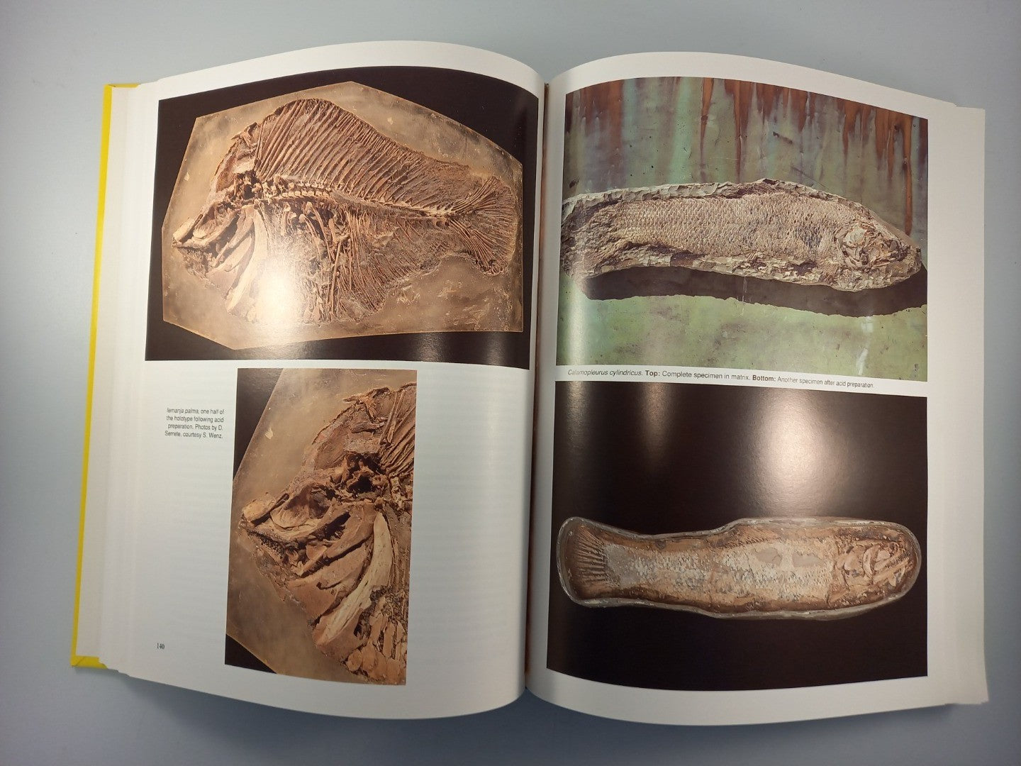 santana fossils book an illustated atlas by john maisey