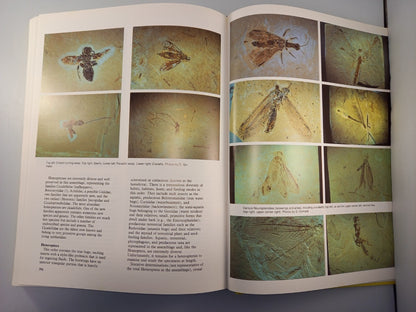 santana fossils book an illustated atlas by john maisey