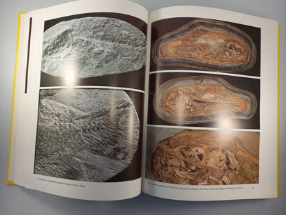 santana fossils book an illustated atlas by john maisey